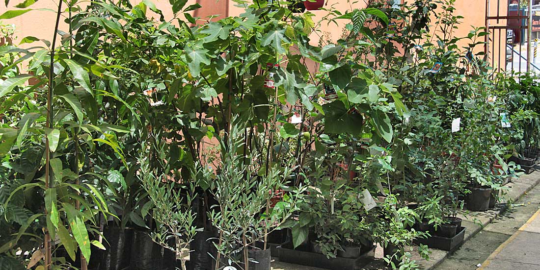 outdoor plant nursery